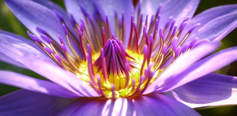 Exotic Flora