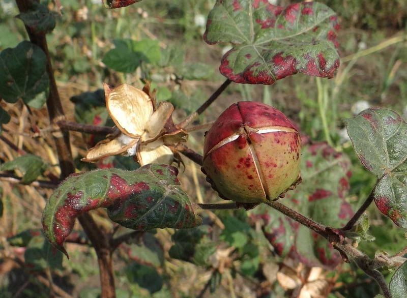 Indigenous Plants