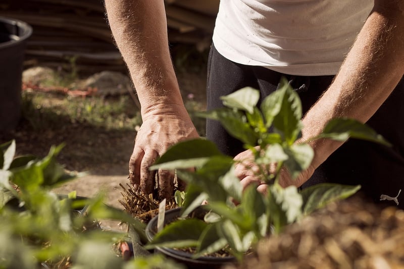 Plant Care